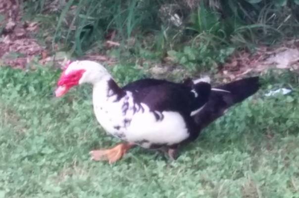 turkey duck, muscovy duck